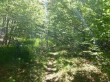 03. Sunce se izborilo za mjesto u šumi